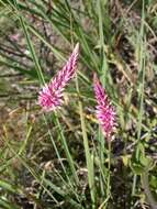 Image of Hermbstaedtia fleckii (Schinz) Bak. & C. B. Cl.