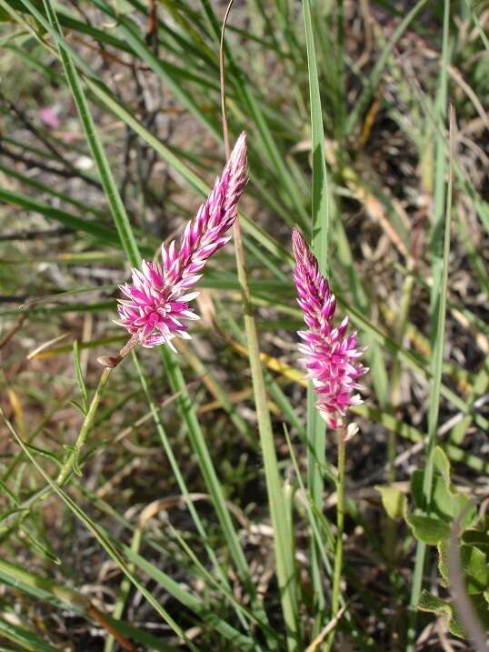 Image of Hermbstaedtia fleckii (Schinz) Bak. & C. B. Cl.