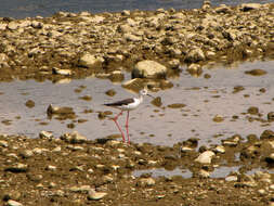 Image of Black-winged Stilt