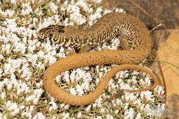 Image of Spotted Sandveld Lizard