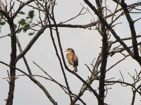 Image of nightingale, common nightingale