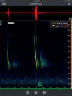 Image of Northern Long-Eared Bat