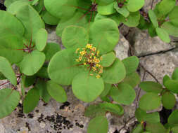 Image of European smoketree