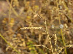Image of Adesmia grandiflora Gillies