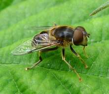 Image of Eristalis pertinax (Scopoli 1763)