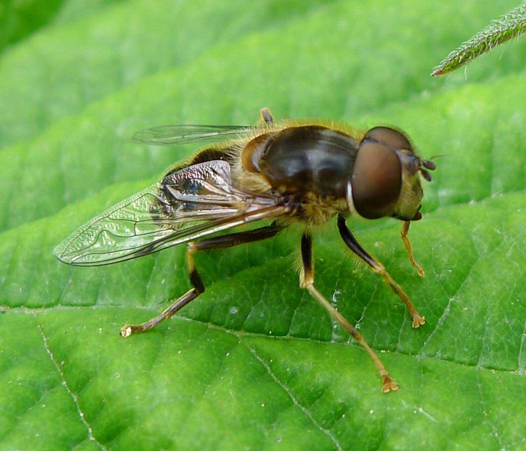 Image of Eristalis pertinax (Scopoli 1763)