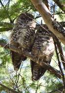 Image of Mexican Spotted Owl