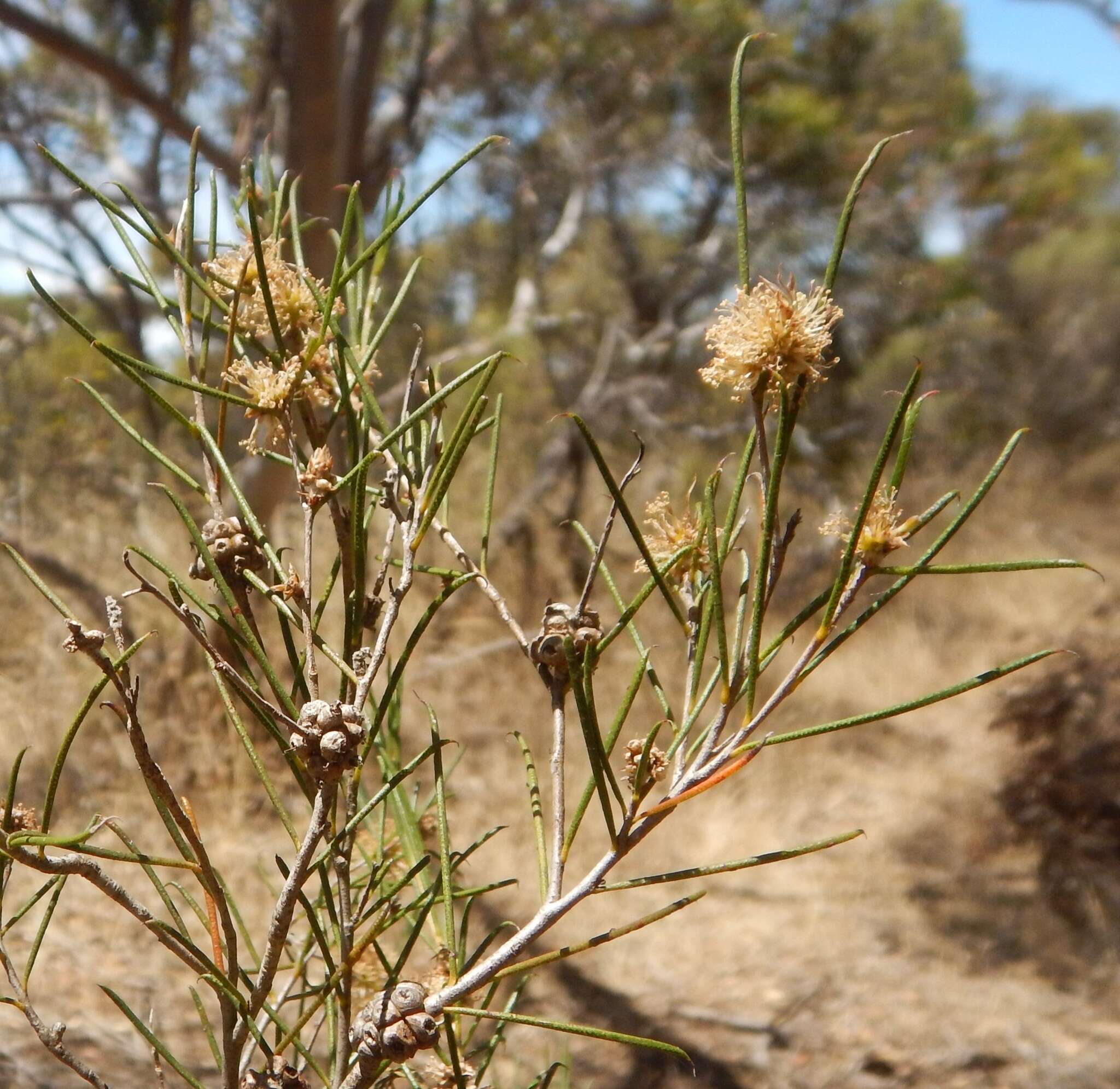 Image of broom honeymyrtle