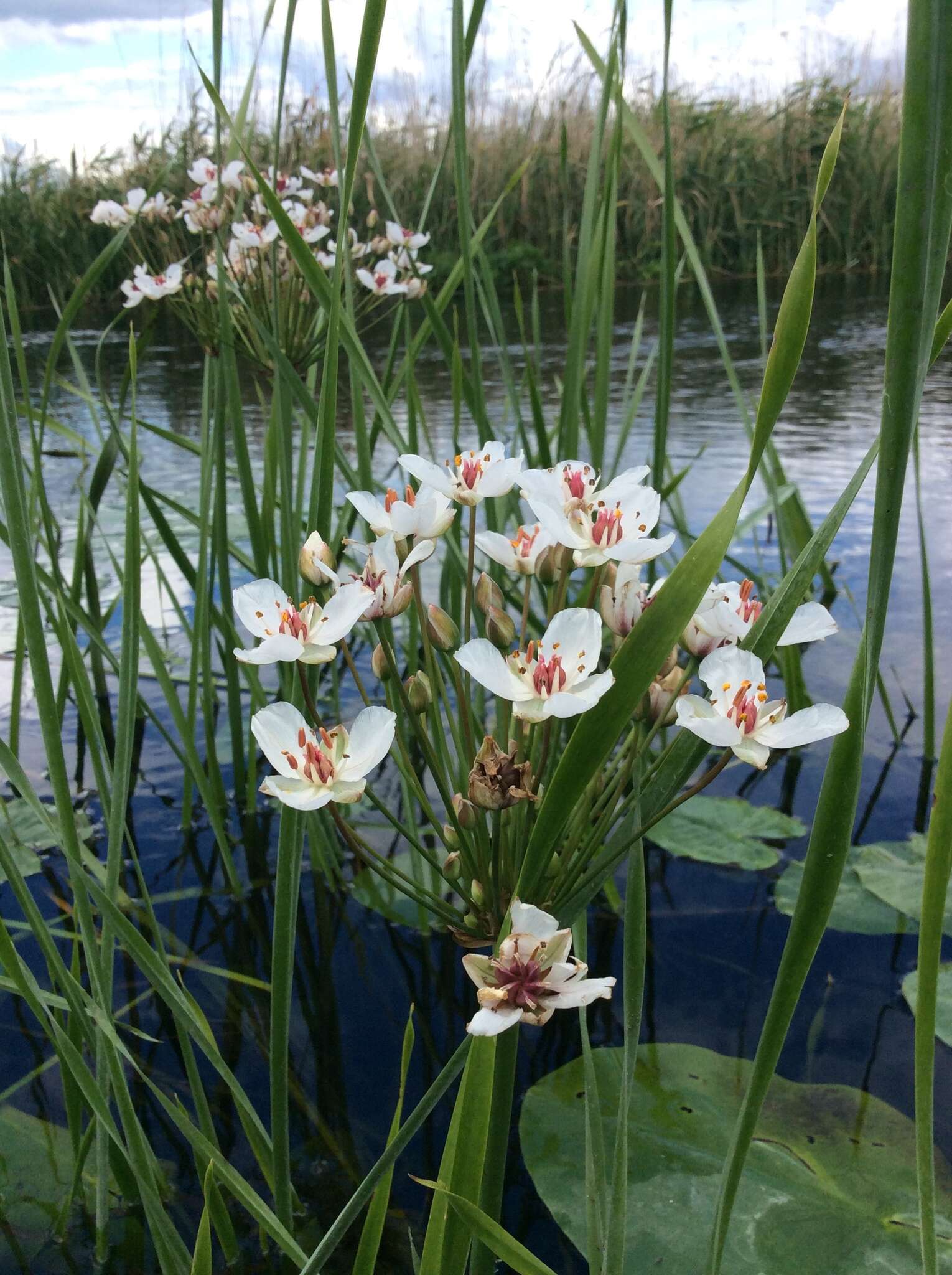 Image of flowering rush family