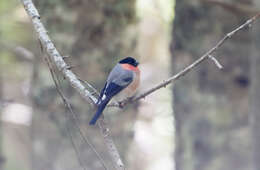 Image of Pyrrhula pyrrhula griseiventris Lafresnaye 1841