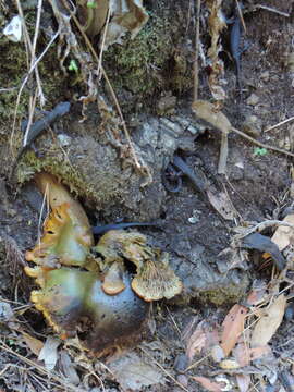 Image of Redbelly Newt