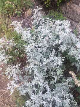 Imagem de Artemisia gmelinii Weber ex Stechmann