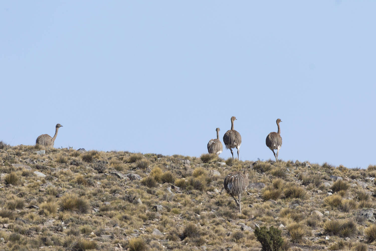 Image of Rhea pennata tarapacensis (Chubb & C 1913)