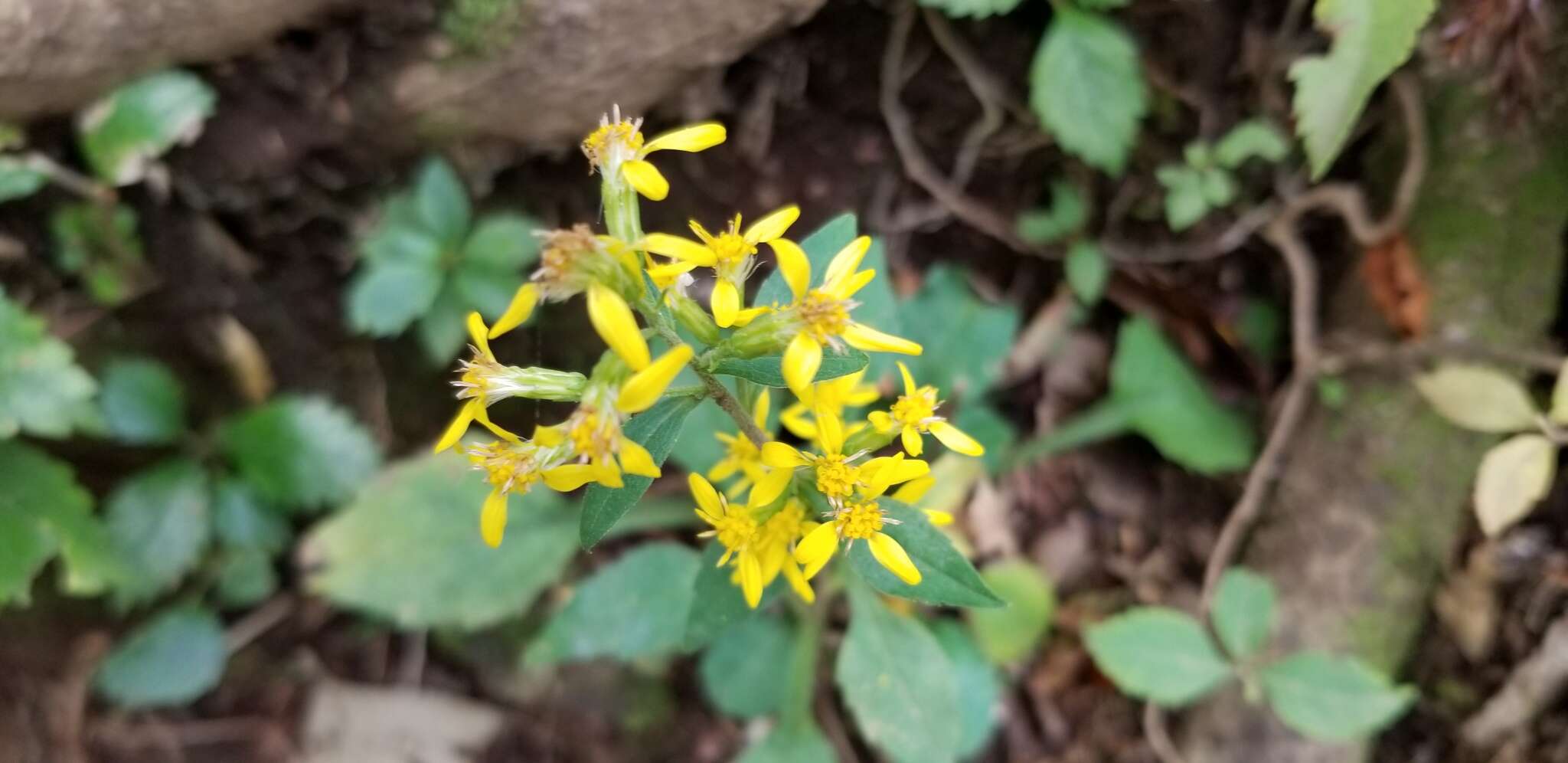 Image of Solidago virgaurea subsp. asiatica (Nakai ex Hara) Kitam. ex Hara