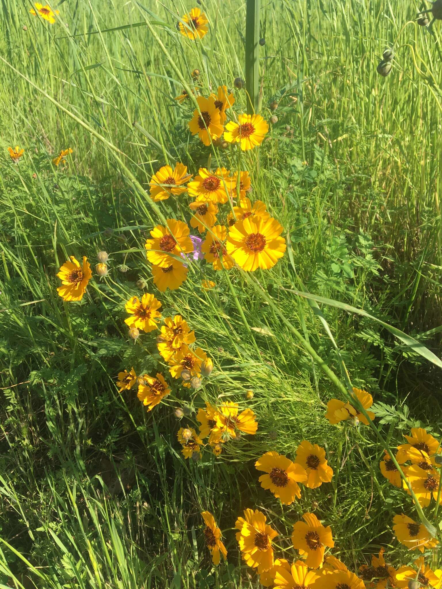 Image de Thelesperma simplicifolium (A. Gray) A. Gray