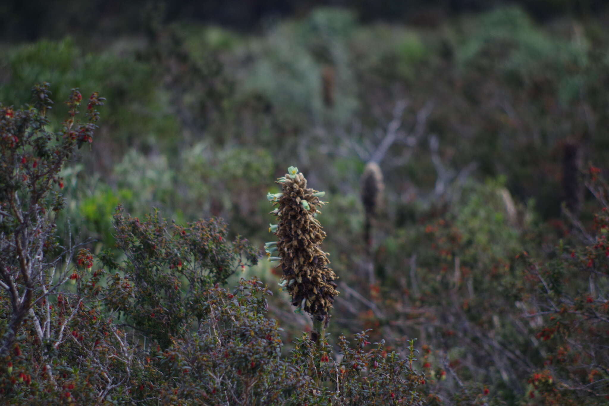 Imagem de Puya glomerifera Mez & Sodiro