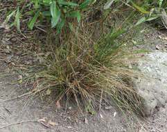 Слика од Juncus distegus Edgar