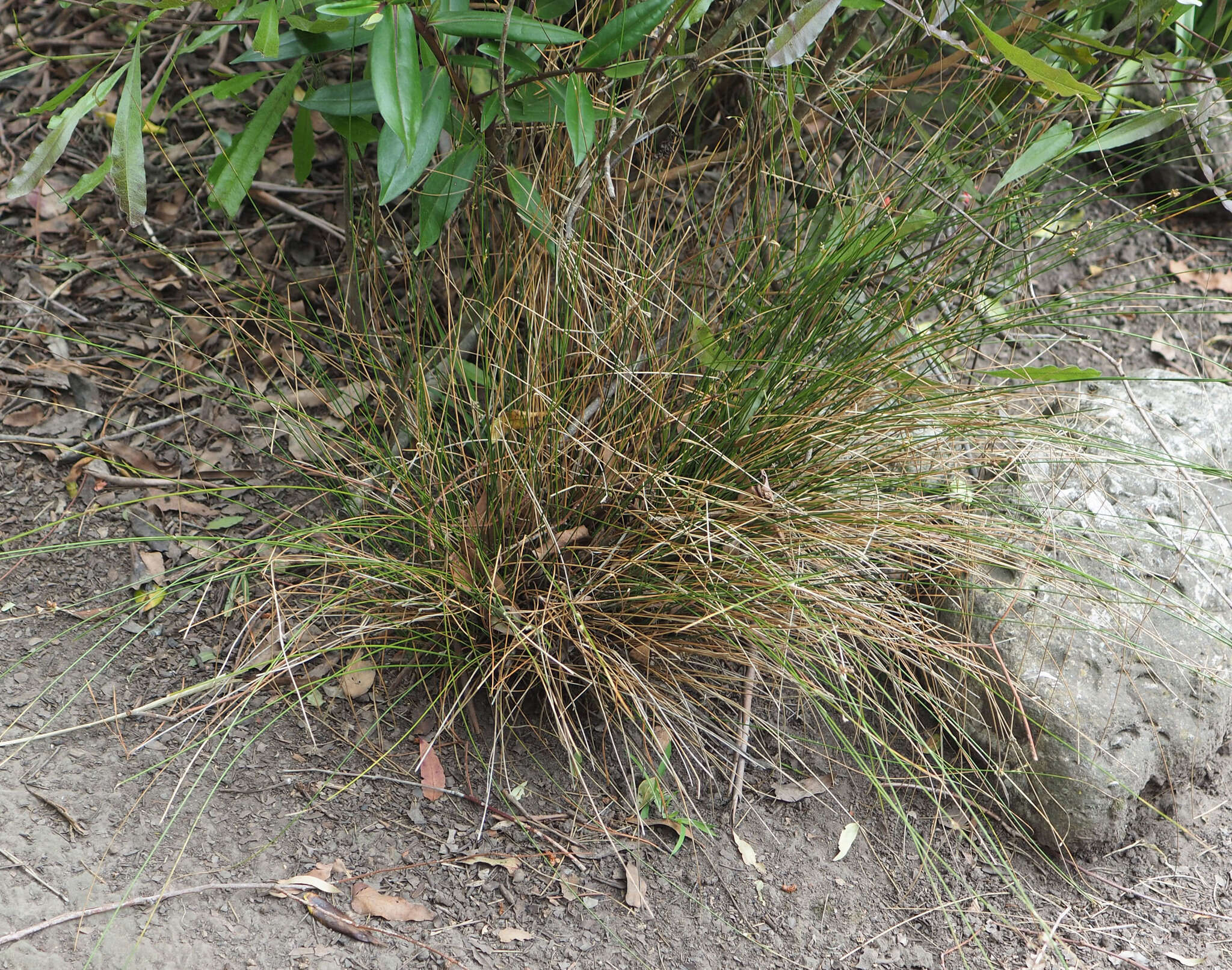 Слика од Juncus distegus Edgar