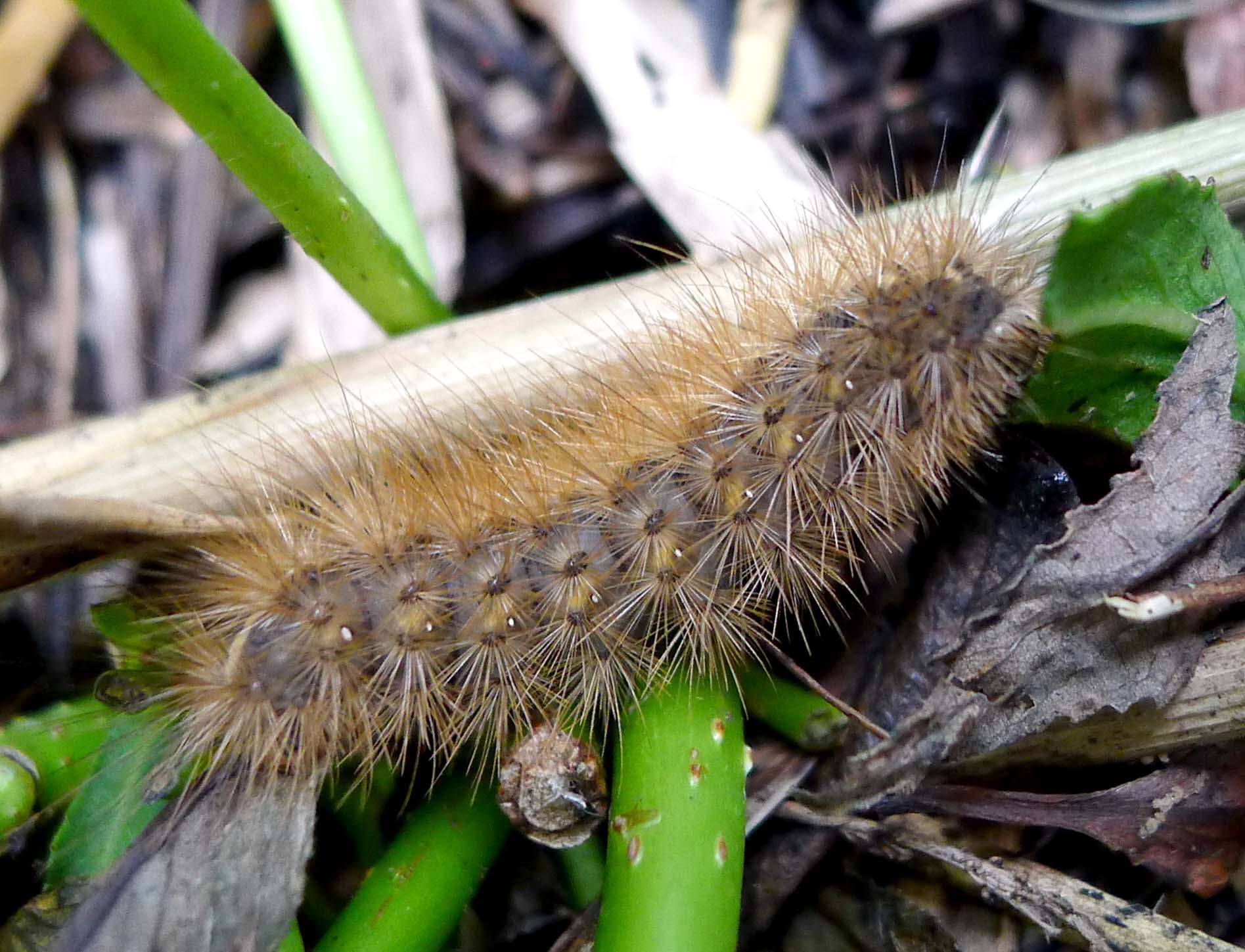 Image of muslin moth