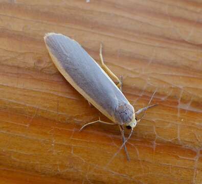 Image of common footman