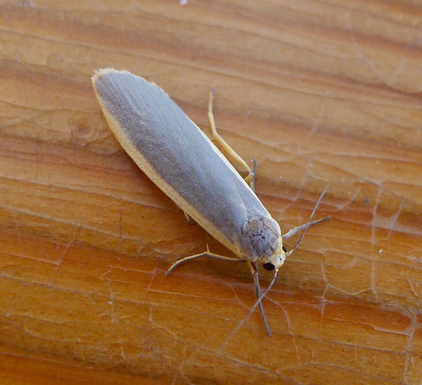 Image of common footman