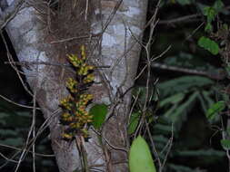 Слика од Aechmea angustifolia Poepp. & Endl.