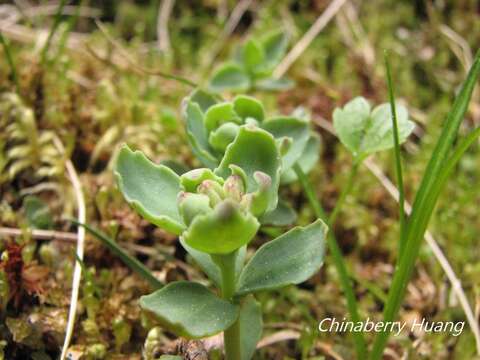 Image of Phedimus subcapitatus (Hayata) S. S. Ying