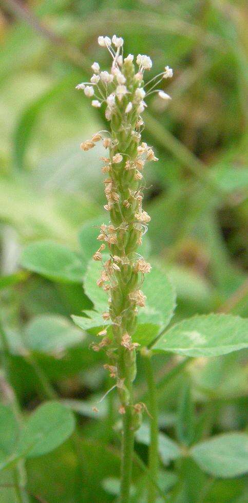 Image of Chinese Plantain