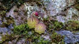 Image of Pinguicula crassifolia S. Zamudio