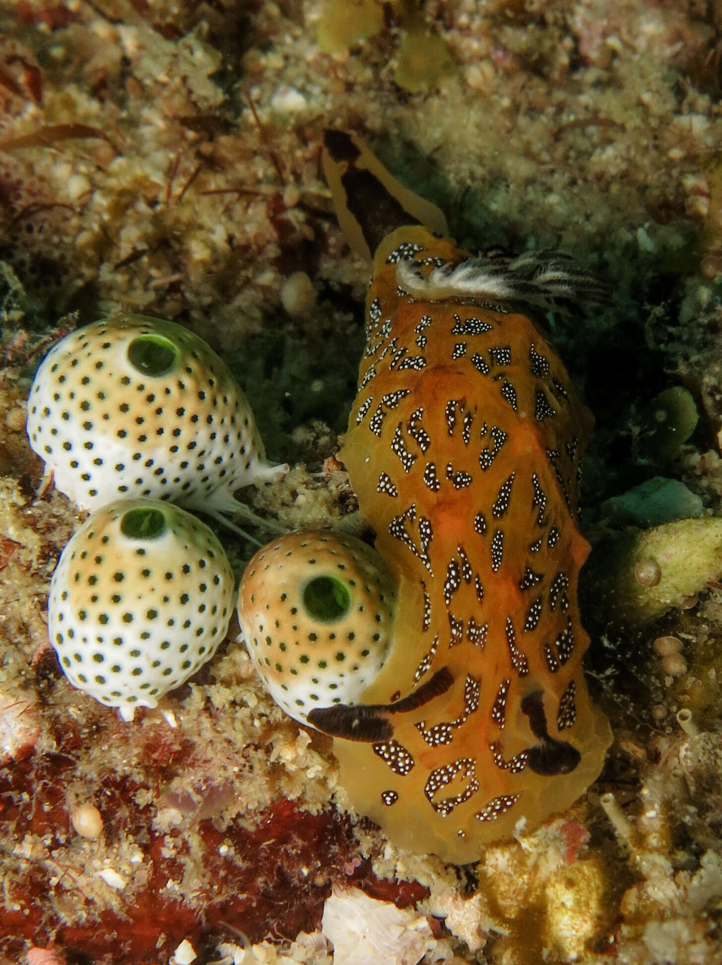 Image of Halgerda indotessellata Tibiriçá, Pola & Cervera 2018