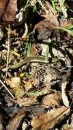 Image of Northern Spotted Skink