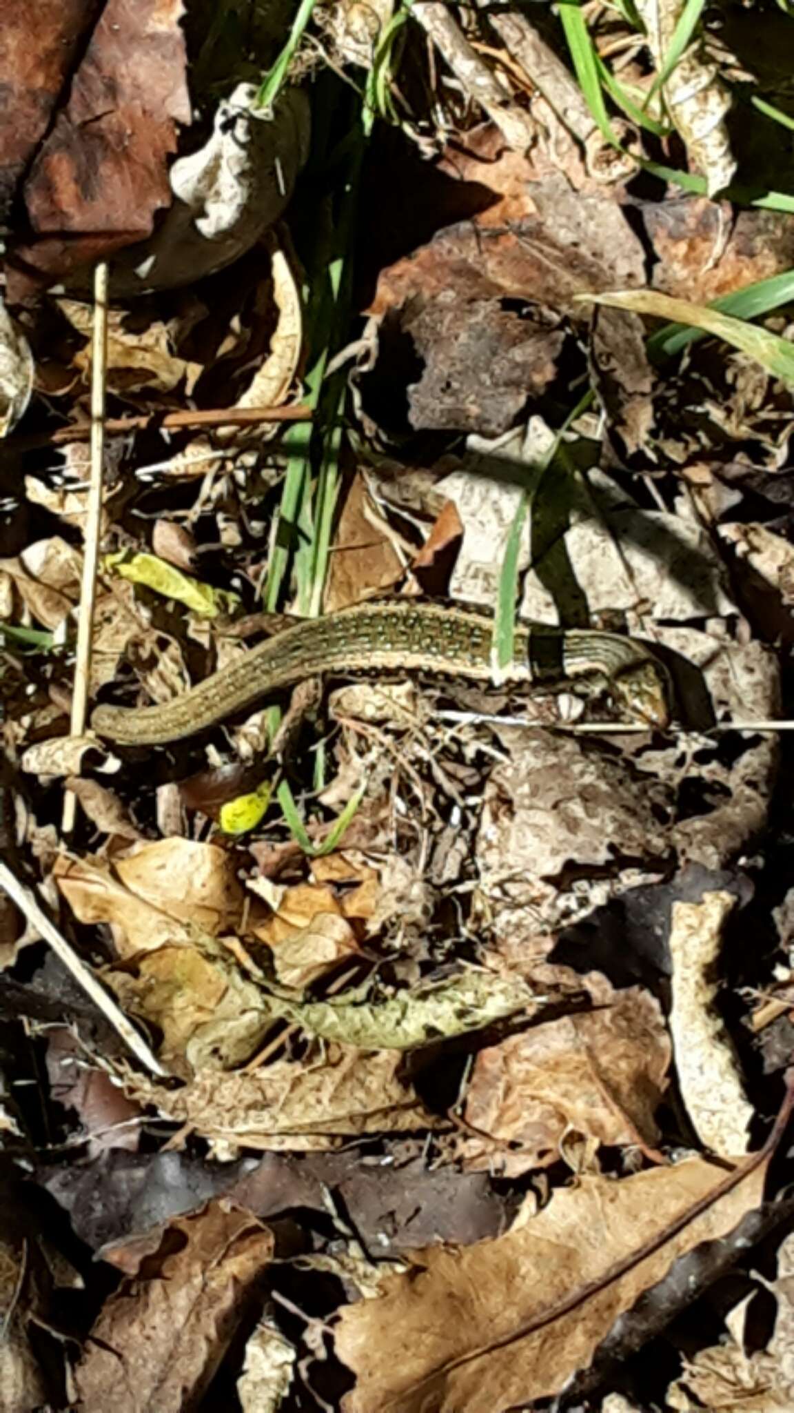 Image of Northern Spotted Skink