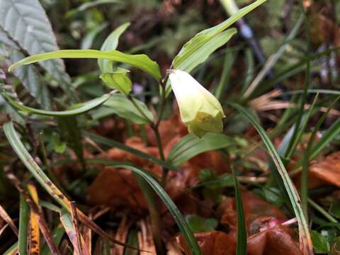 Image of Disporum nantouense S. S. Ying