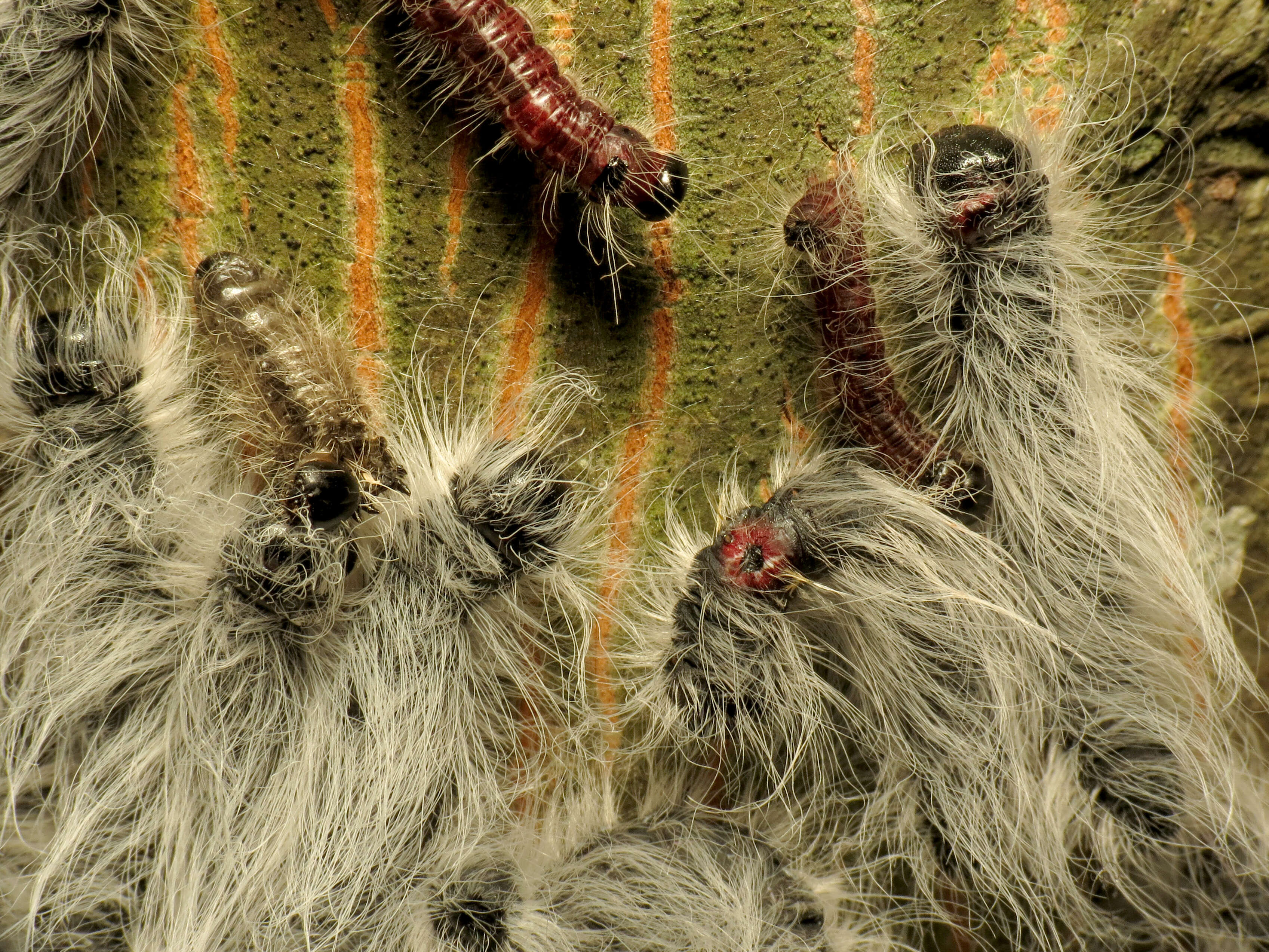 Image of Walnut Caterpillar Moth