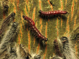 Image of Walnut Caterpillar Moth