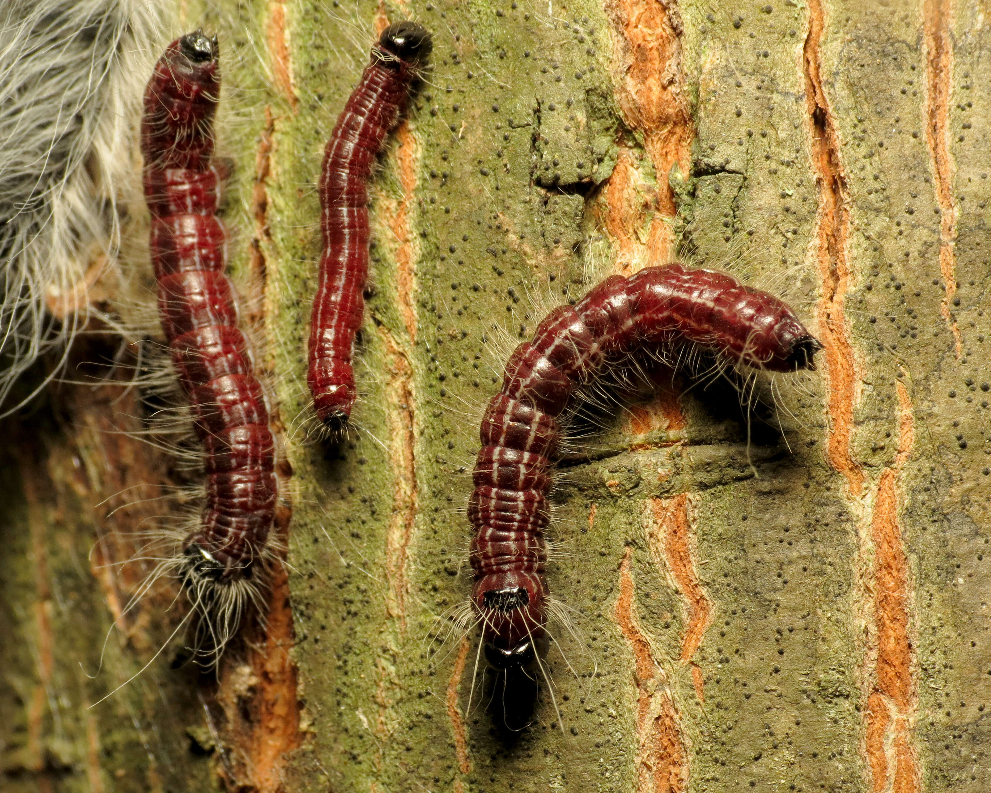 Image of Walnut Caterpillar Moth