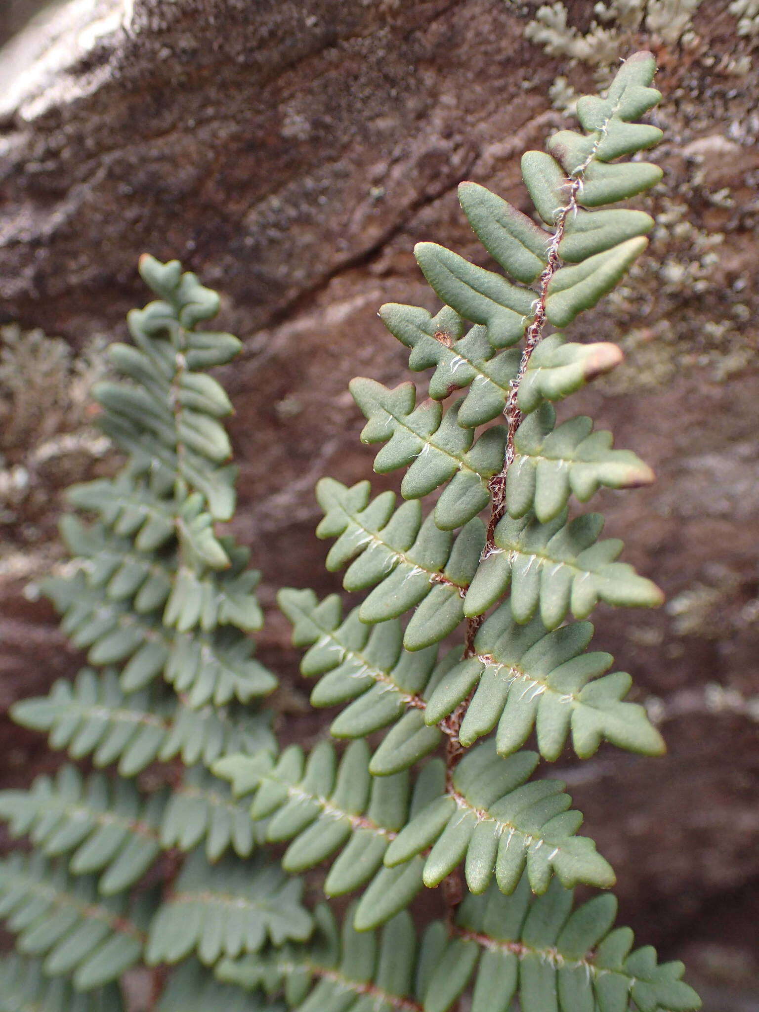 Image of Paragymnopteris marantae subsp. marantae