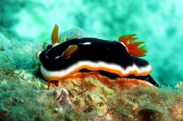 Image of Chromodoris africana Eliot 1904