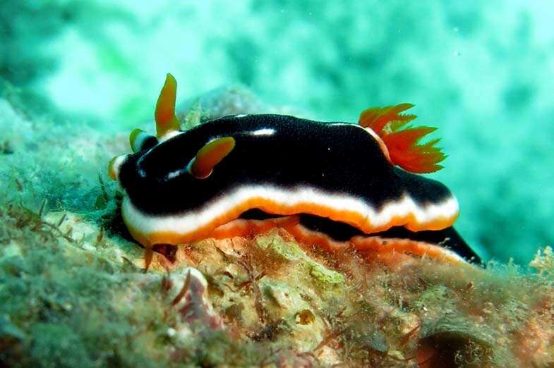 Image of Chromodoris africana Eliot 1904