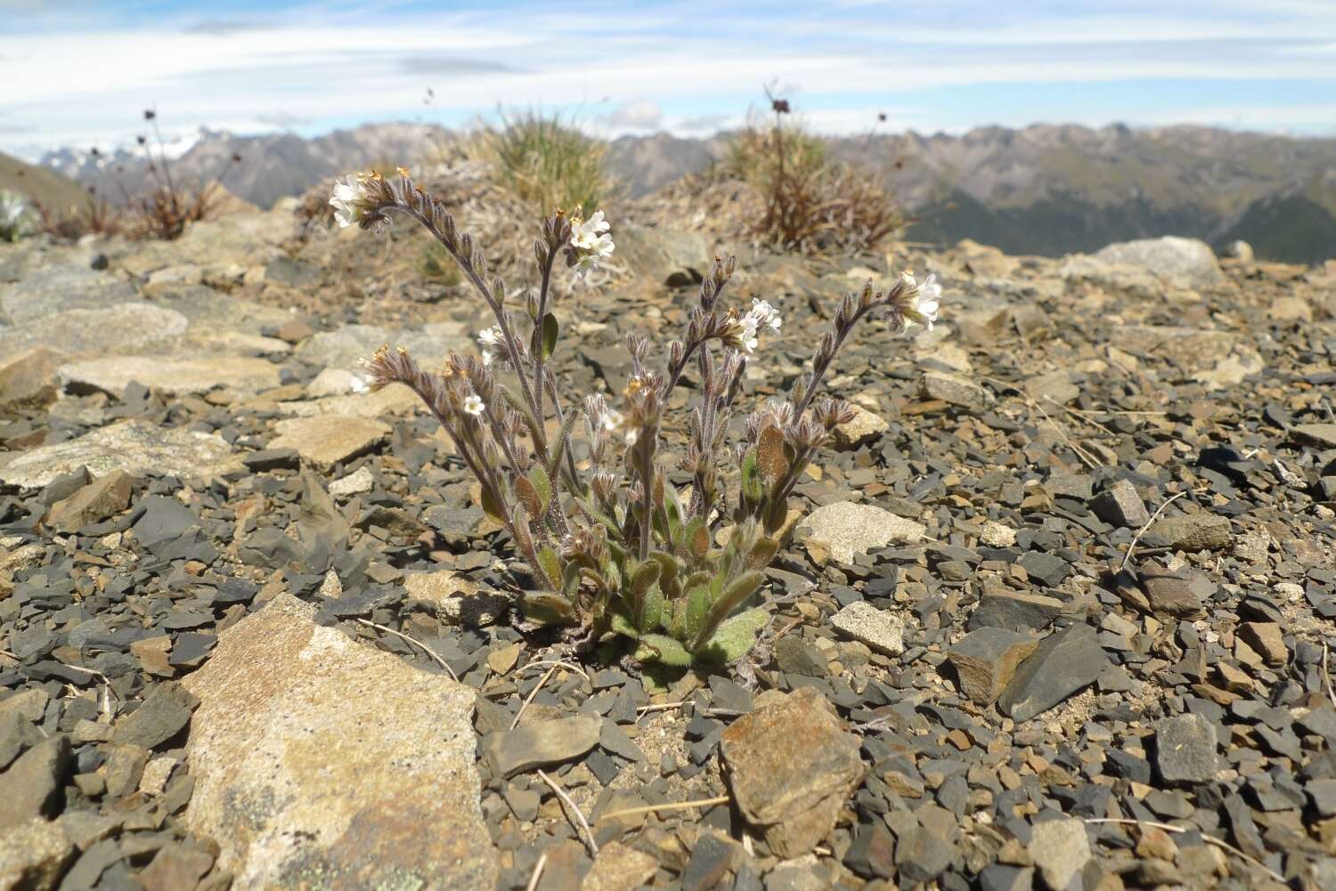 Image of Myosotis traversii Hook. fil.