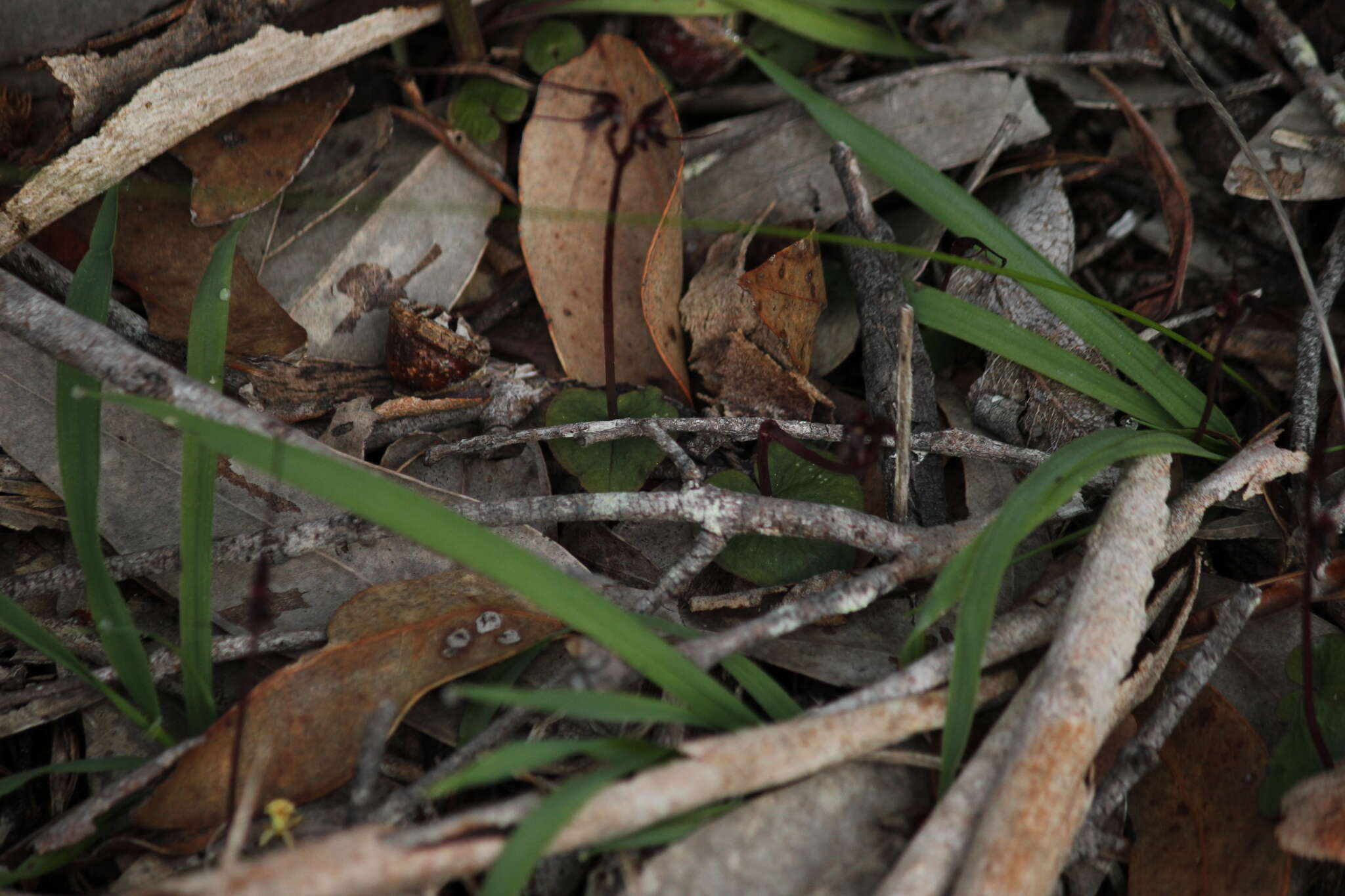 Image of Mayfly orchid