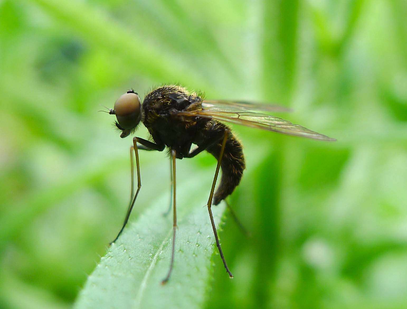 Image of Chrysopilus cristatus