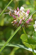 Imagem de Anthidium oblongatum (Illiger 1806)