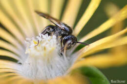 Imagem de Delosperma testaceum (Haw.) Schwant.