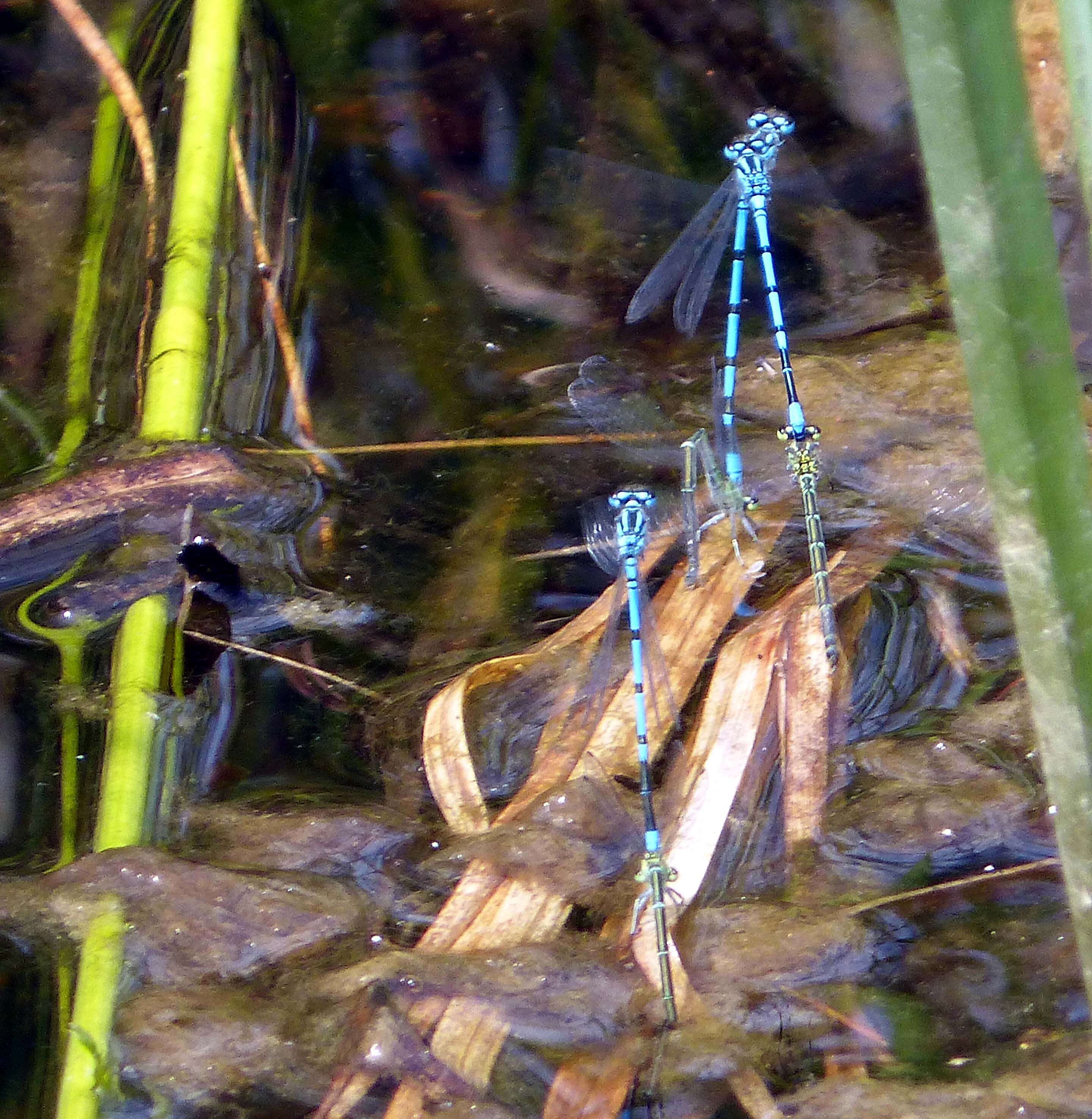 Image of Azure Bluet