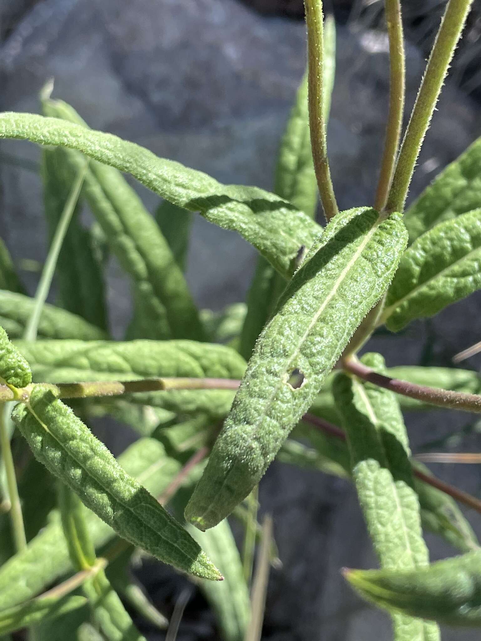 Sivun Verbesina longifolia (A. Gray) A. Gray kuva