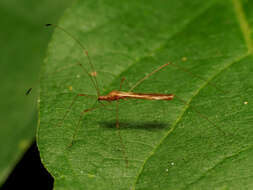 Image of stilt bugs