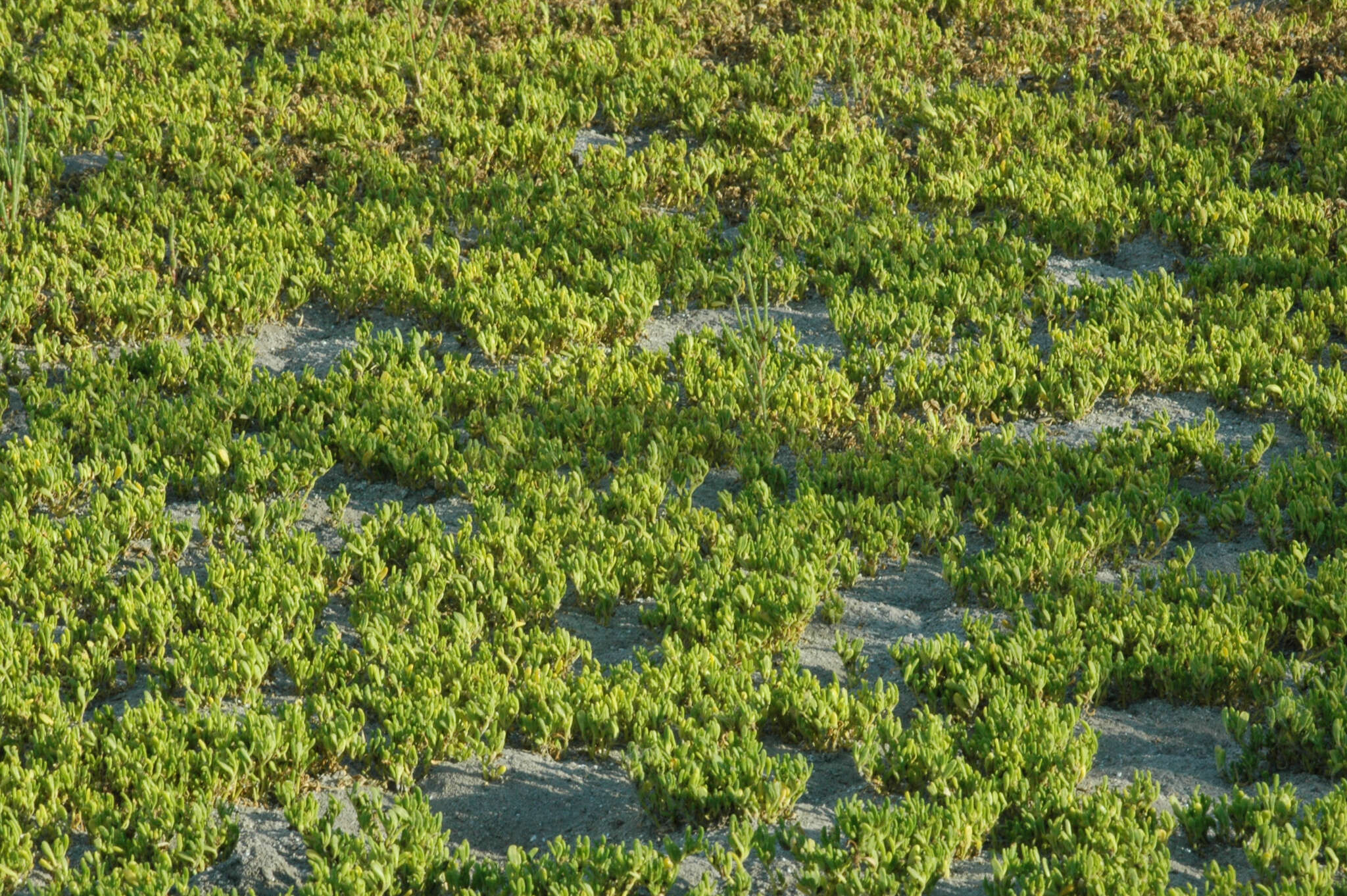 Image of slender seapurslane