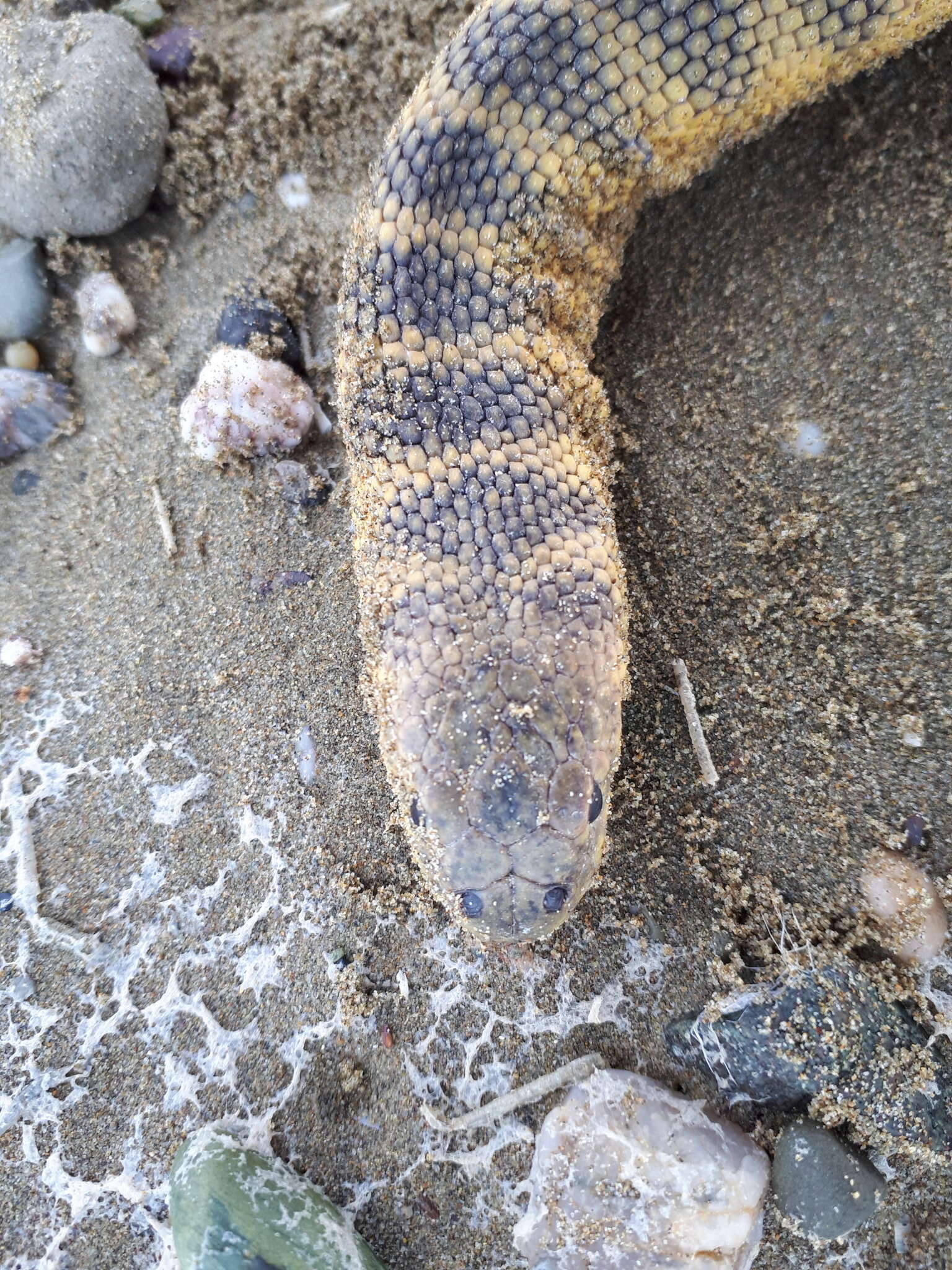 Image of Shaw's Sea Snake