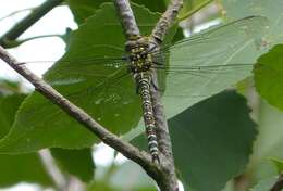 Image of Blue Hawker